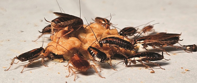 PestPartners 365